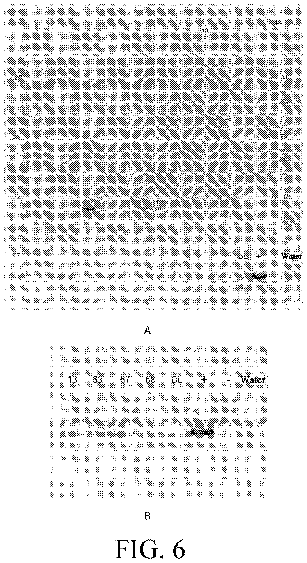 Method for preparing CKO/KI animal model by using CAS9 technology