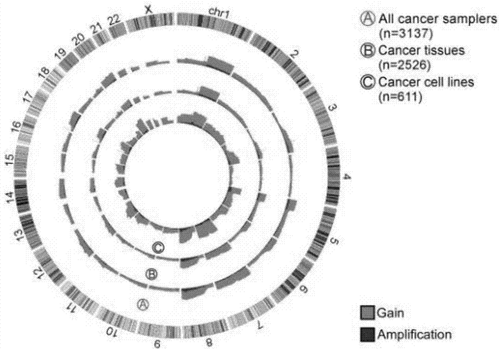 Application of POU5F1B in diagnosis, treatment, prognosis and relapse prediction of tumor