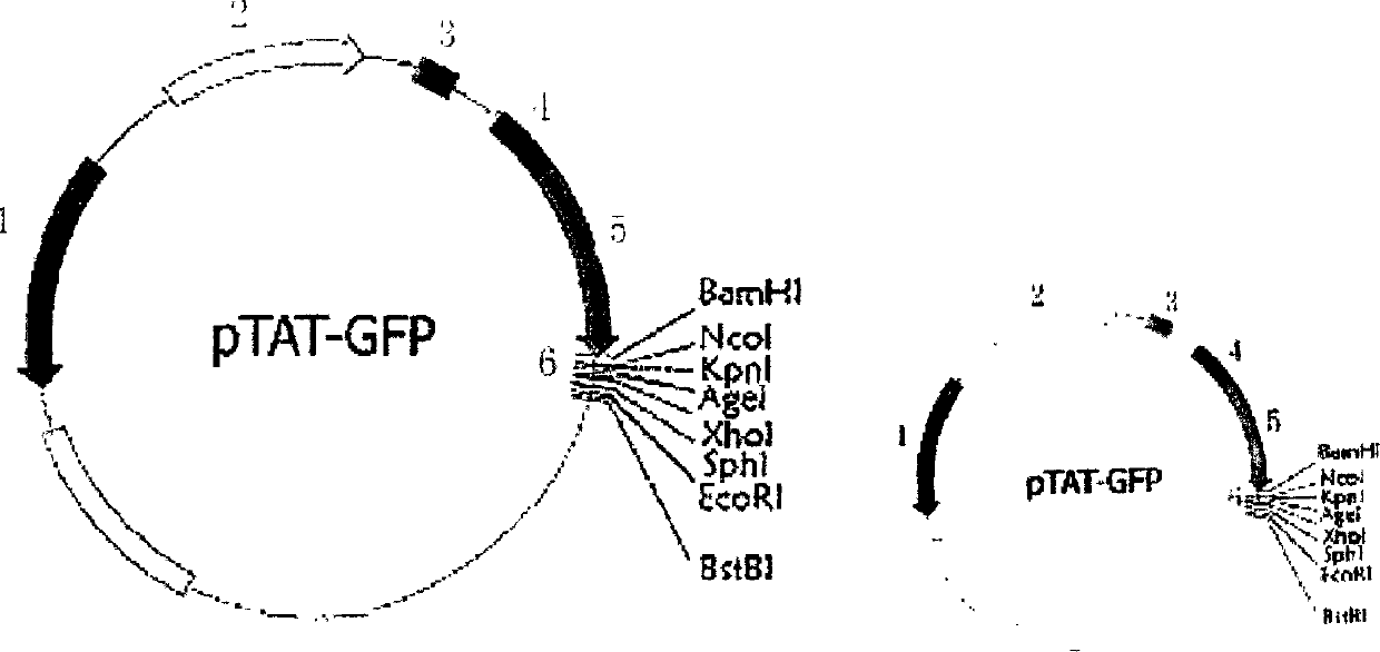 B hepatitis virus X protein transduction system expression vector and its construction