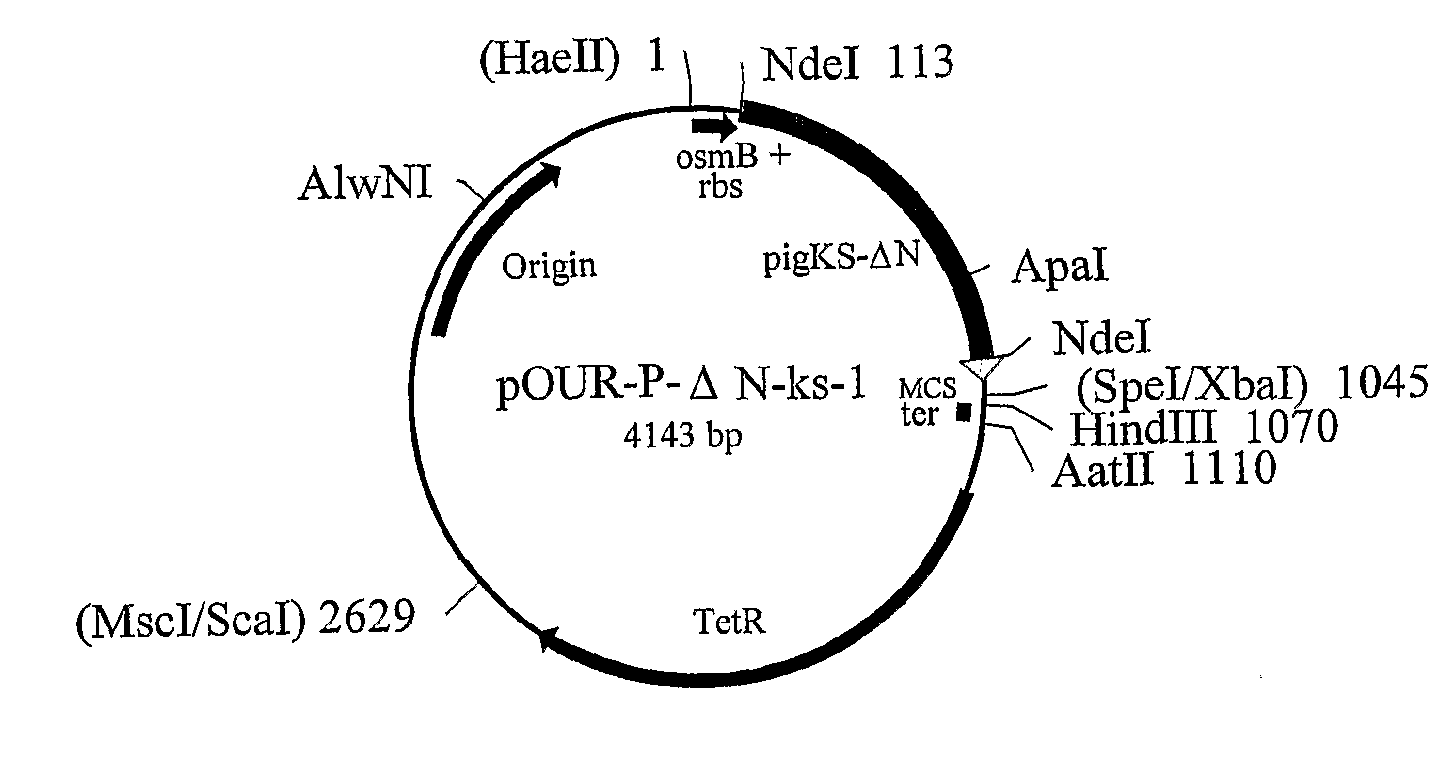 Variant form of urate oxidase and use thereof