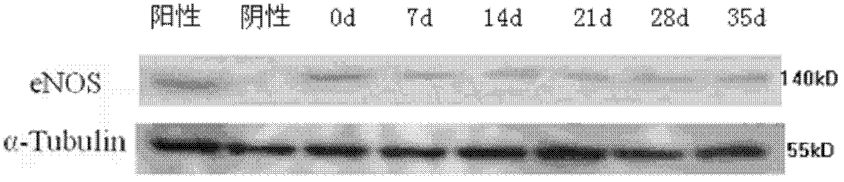 Blood maintenance liquid, preparation method thereof and application thereof