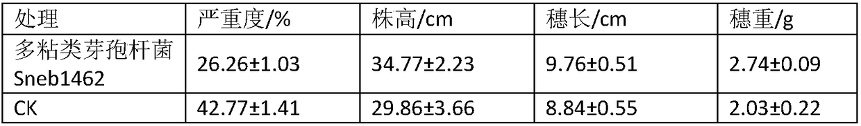 Paenibacillus polymyxa for controlling puccinia triticina of wheat and application of paenibacillus polymyxa