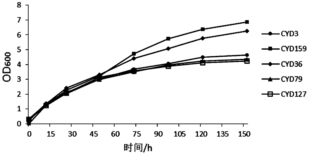 A strain of acetic acid bacteria and its application in fermenting apple cider vinegar