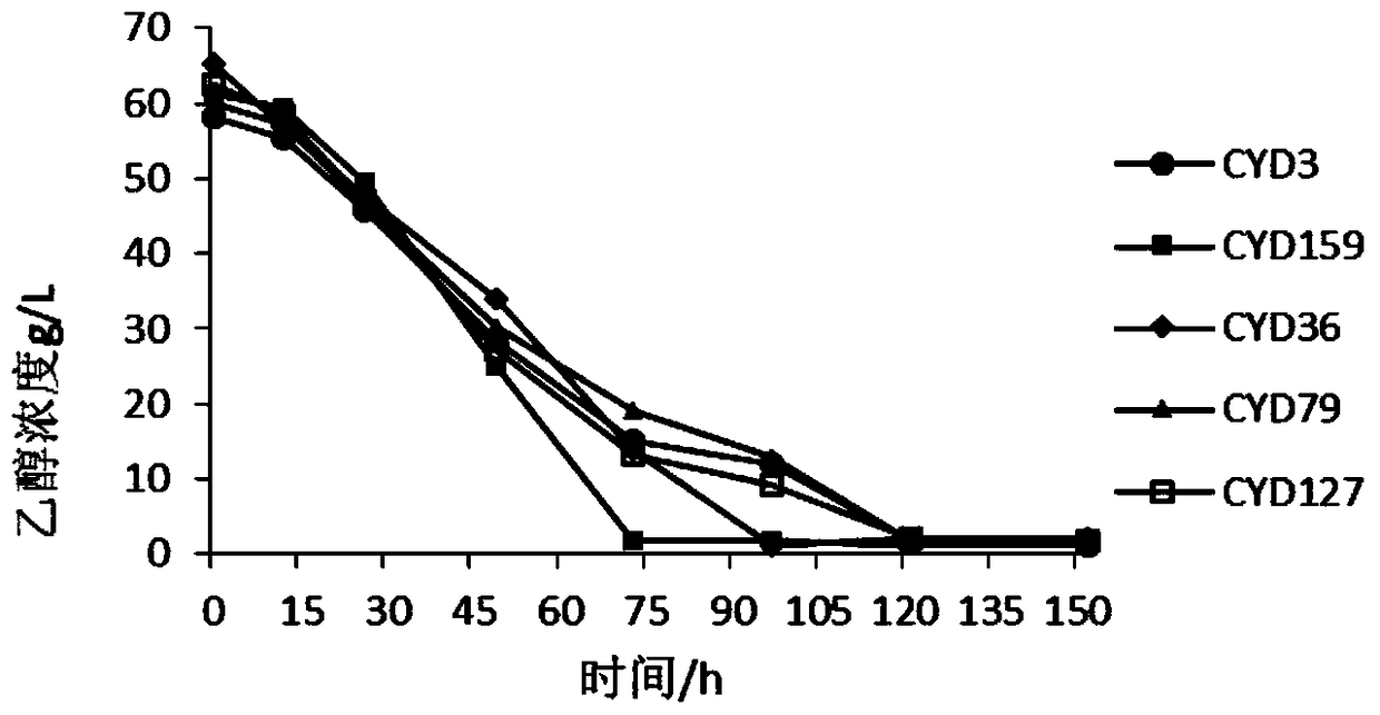 A strain of acetic acid bacteria and its application in fermenting apple cider vinegar