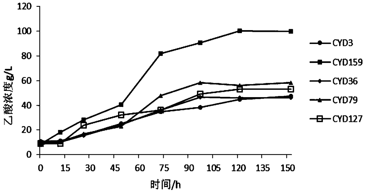 A strain of acetic acid bacteria and its application in fermenting apple cider vinegar