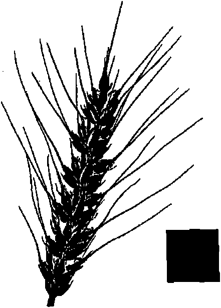 Method for extracting wheatear morphological parameters