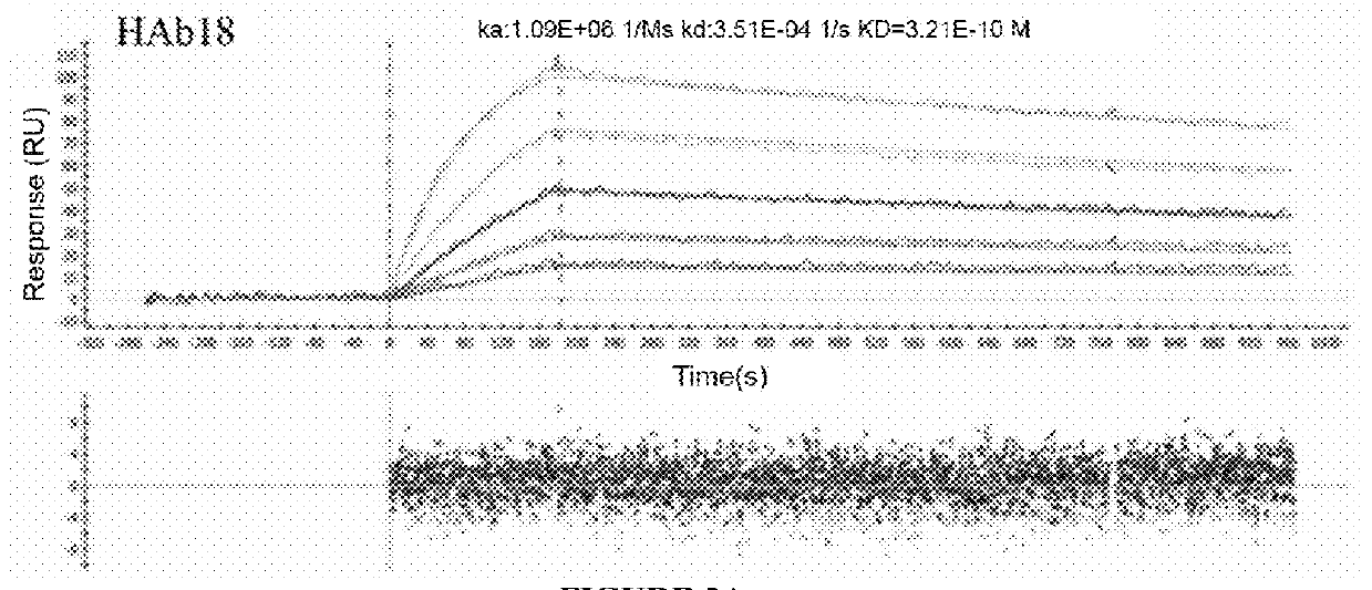 Human-mouse chimeric anti-CD147 antibody with non-fucosylated glycosylation