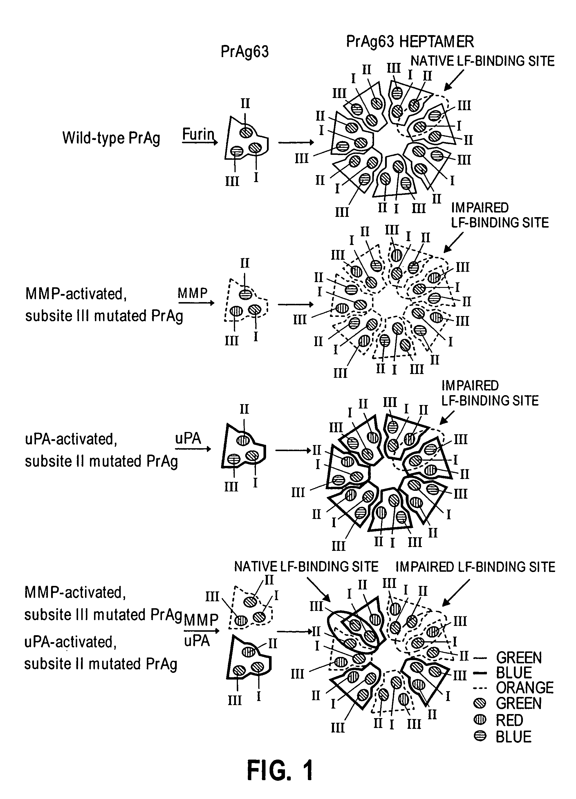 Multimeric protein toxins to target cells having multiple identifying characteristics