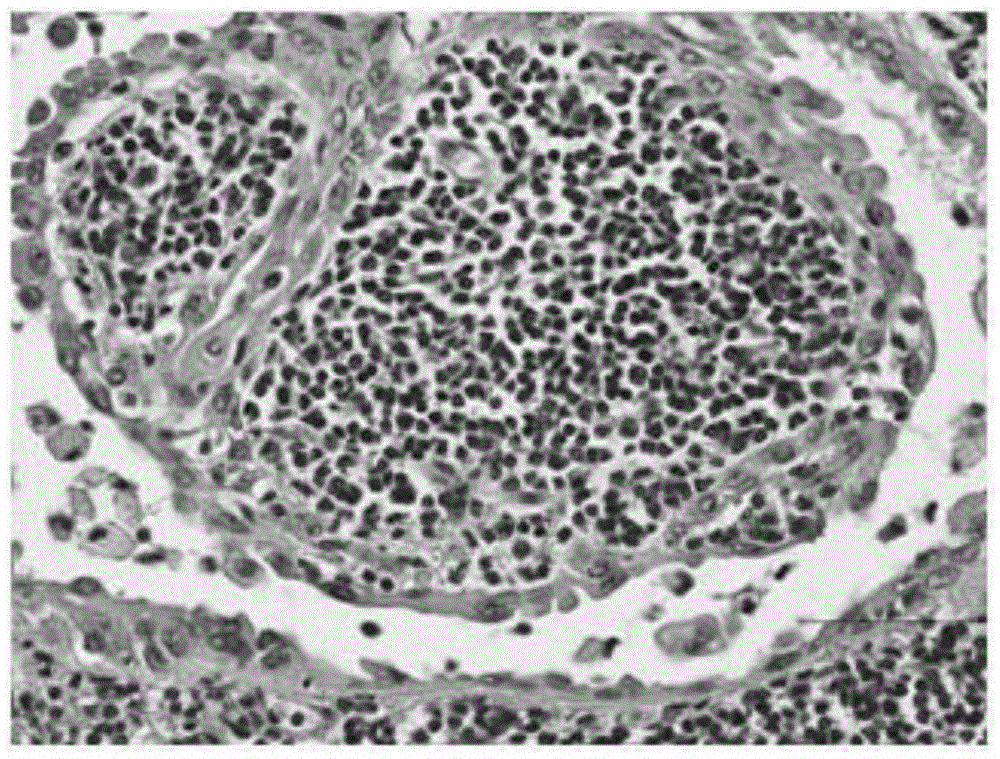 A kind of hematoxylin eosin staining solution and preparation method thereof