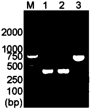 Chimeric anti-ROR1 antibody Fab molecule as well as preparation method and application thereof