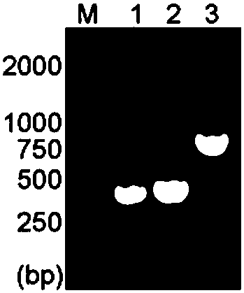 Chimeric anti-ROR1 antibody Fab molecule as well as preparation method and application thereof