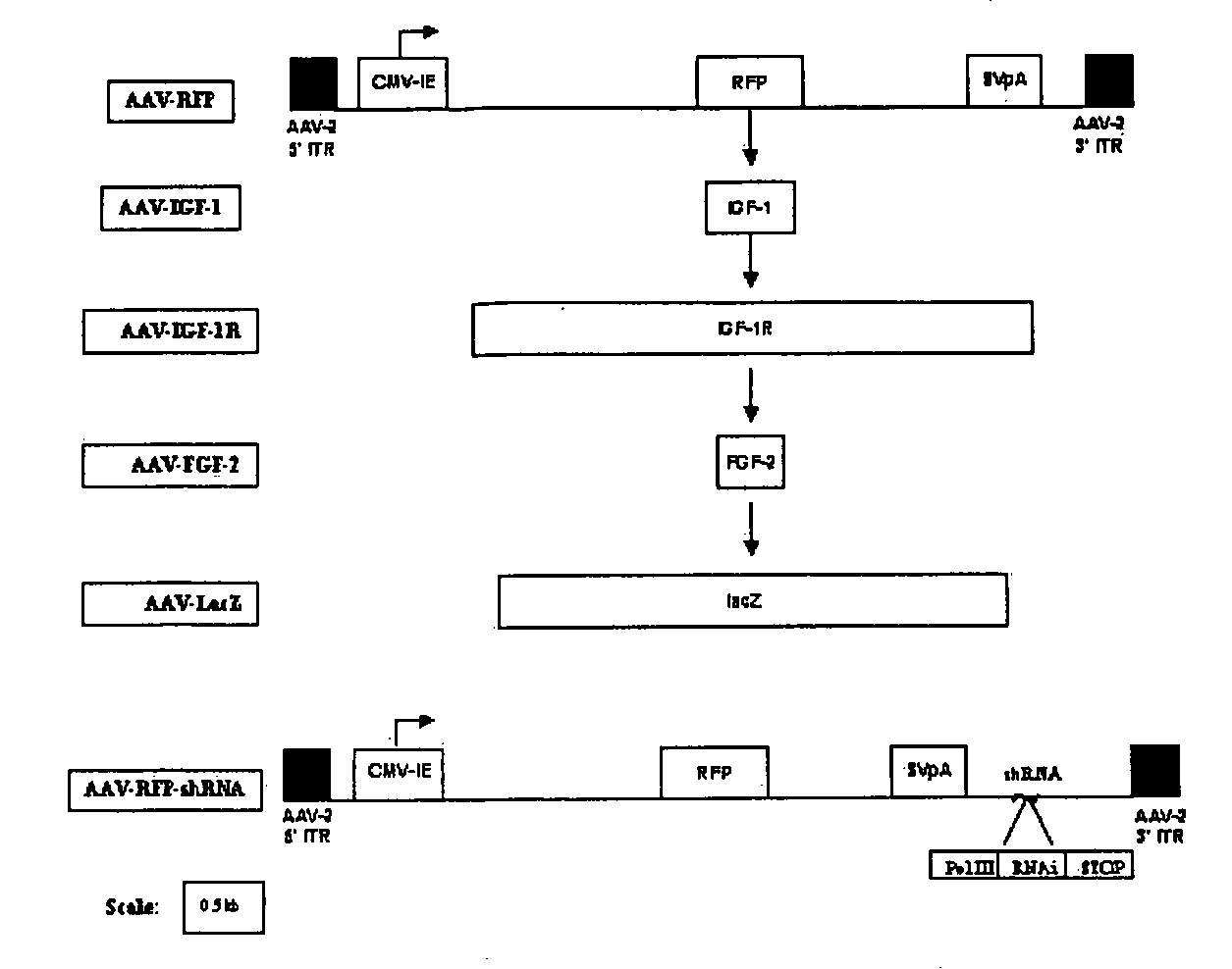 Compositions and Methods that Enhance Articular Cartilage Repair