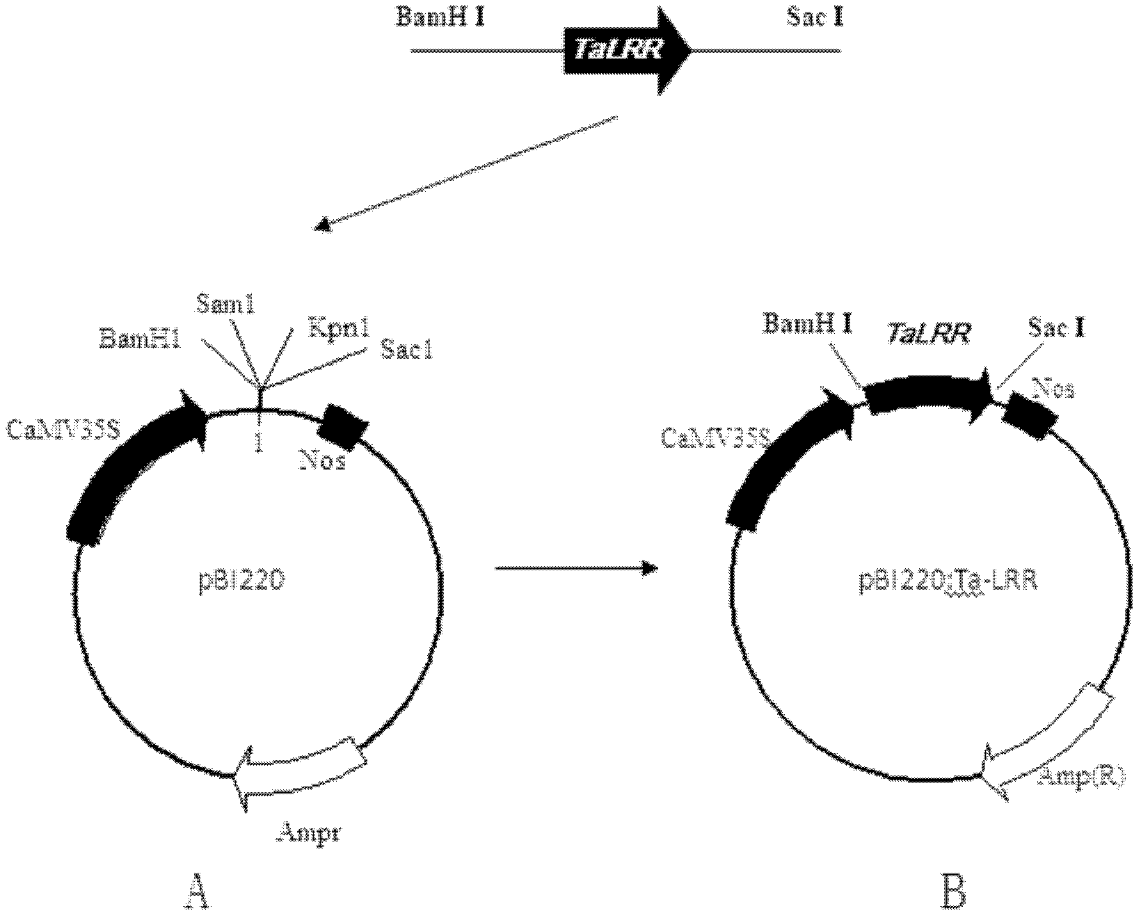 Transmembrane protein gene triticum asetivum leucine rich repeat 3 (TaLRR3) with leucine rich repeat (LRR) structure domain as well as expression vector and application thereof