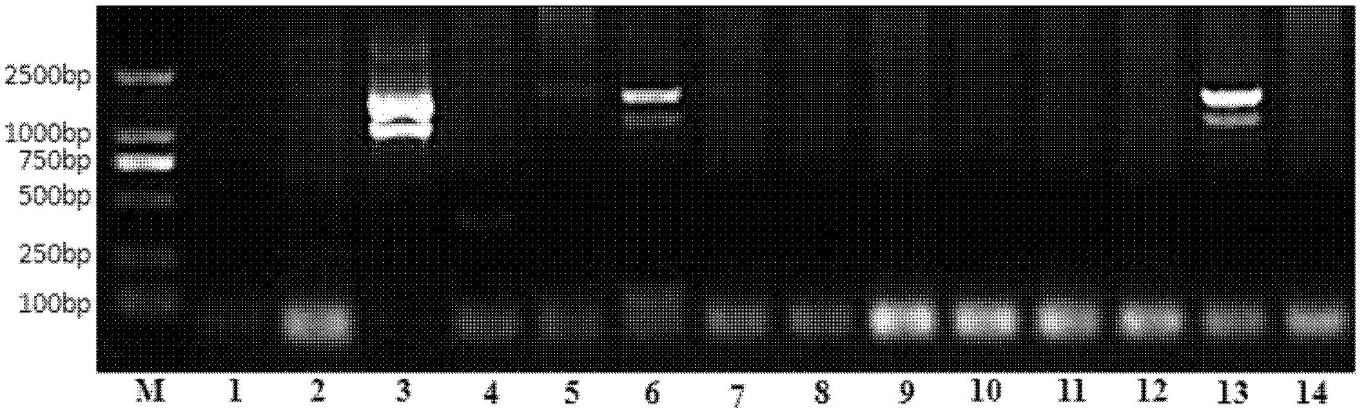 Transmembrane protein gene triticum asetivum leucine rich repeat 3 (TaLRR3) with leucine rich repeat (LRR) structure domain as well as expression vector and application thereof