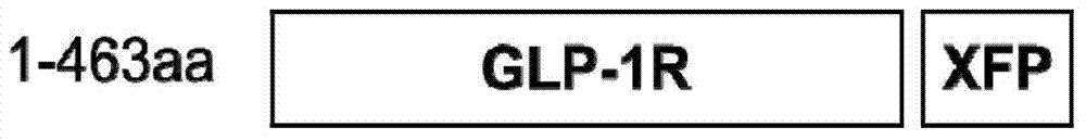 Cell line for screening peptide and non-peptide GLP-1 (Glucagon-Like Peptide 1) analogs as well as preparation method and application of cell line