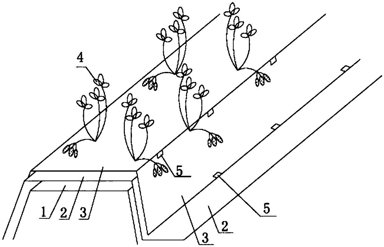 Clean cultivation method for strawberries