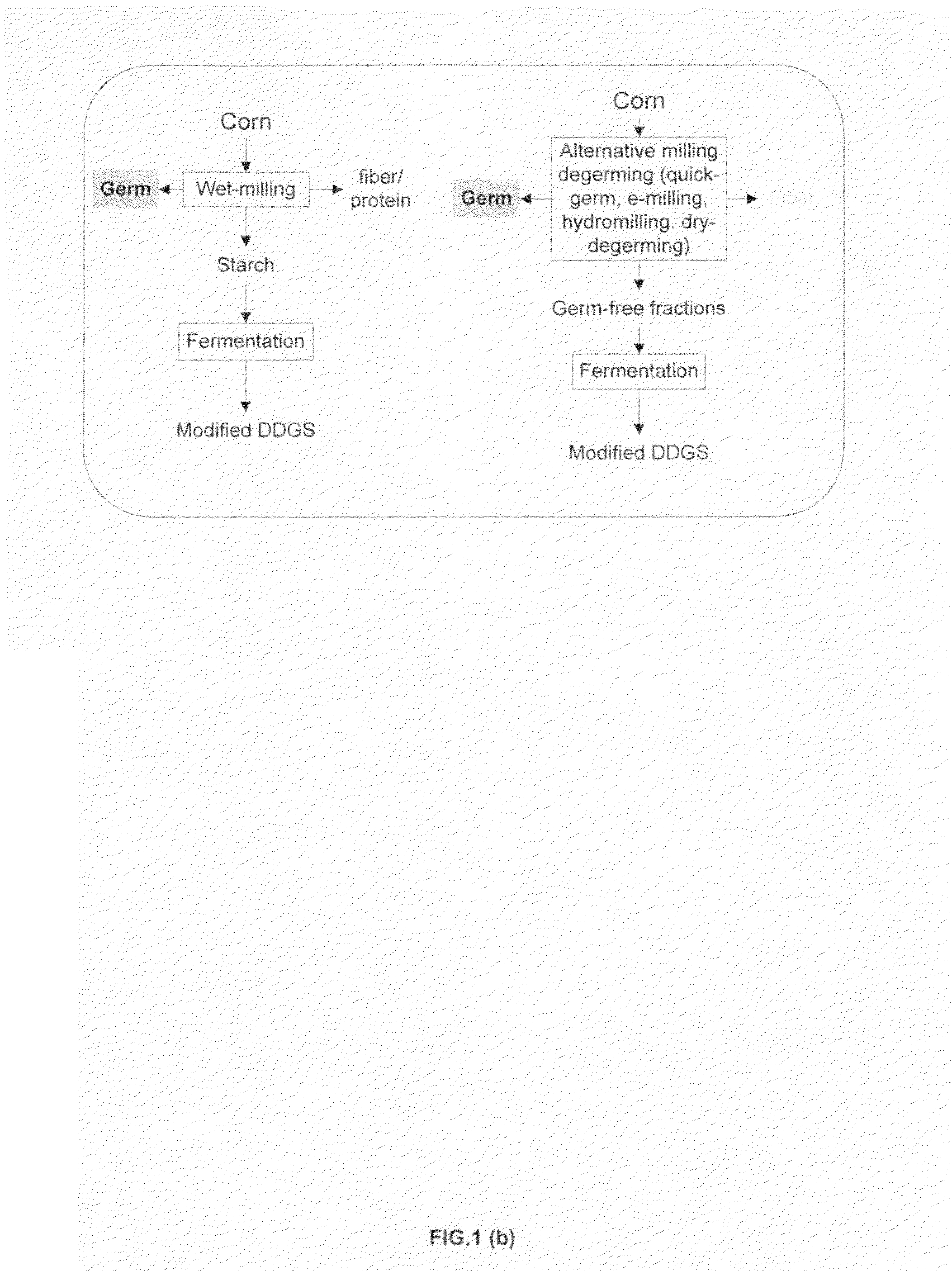 Novel corn degerming Ethanol fermentation processes