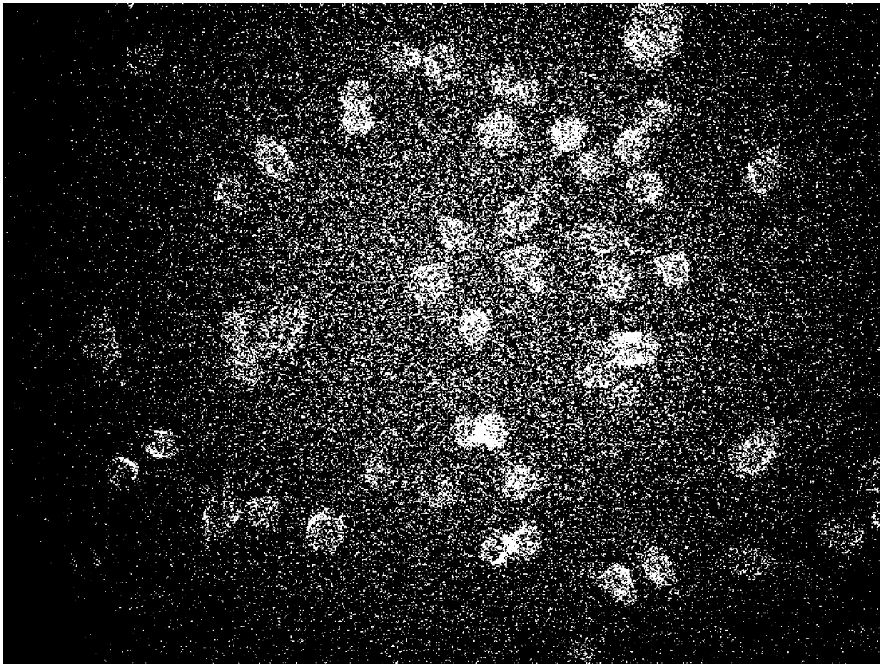 Novel fluorescent molecular probe and application thereof in field of Al (III) detection