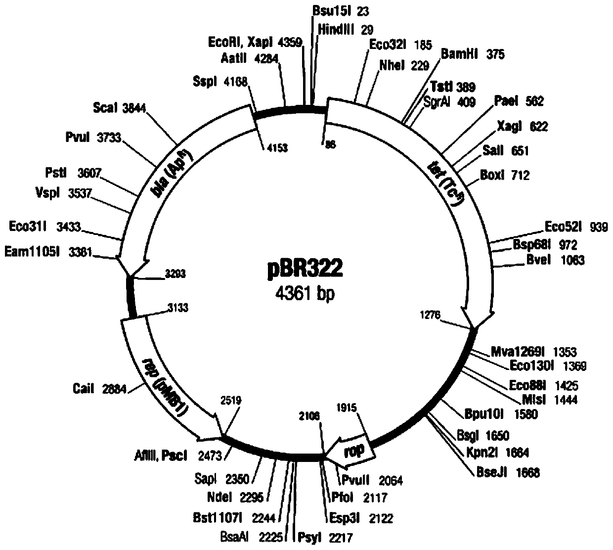 Bicistronic specific dna with laczα short peptide coding gene as the second gene coding frame and its application