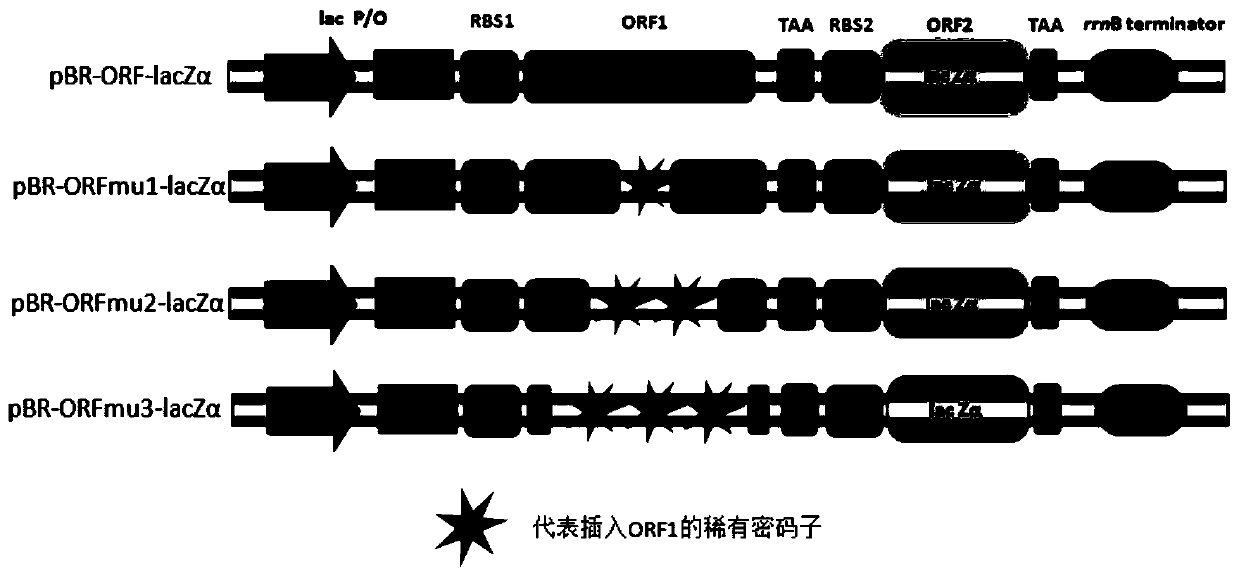 Bicistronic specific dna with laczα short peptide coding gene as the second gene coding frame and its application