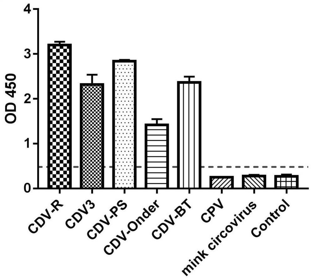 Antibody pair for detecting canine distemper virus and application thereof