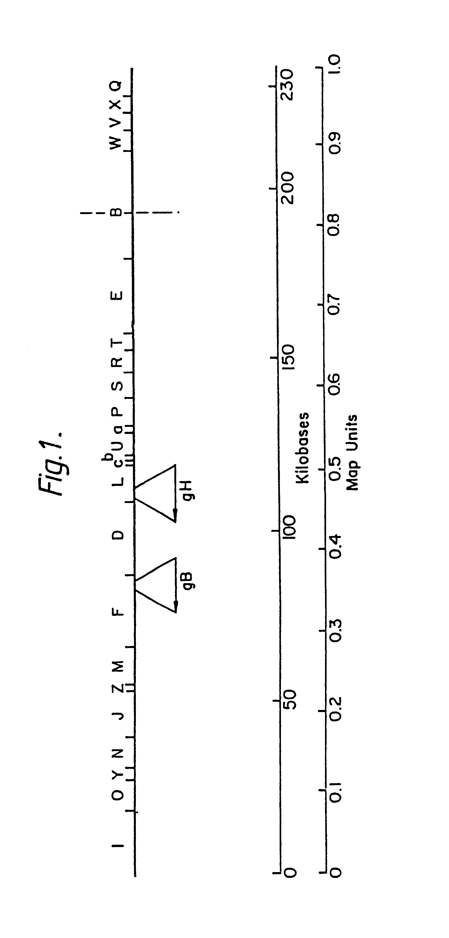 Processes for the production of HCMV glycoproteins, antibodies thereto and HCMV vaccines, and recombinant vectors therefor