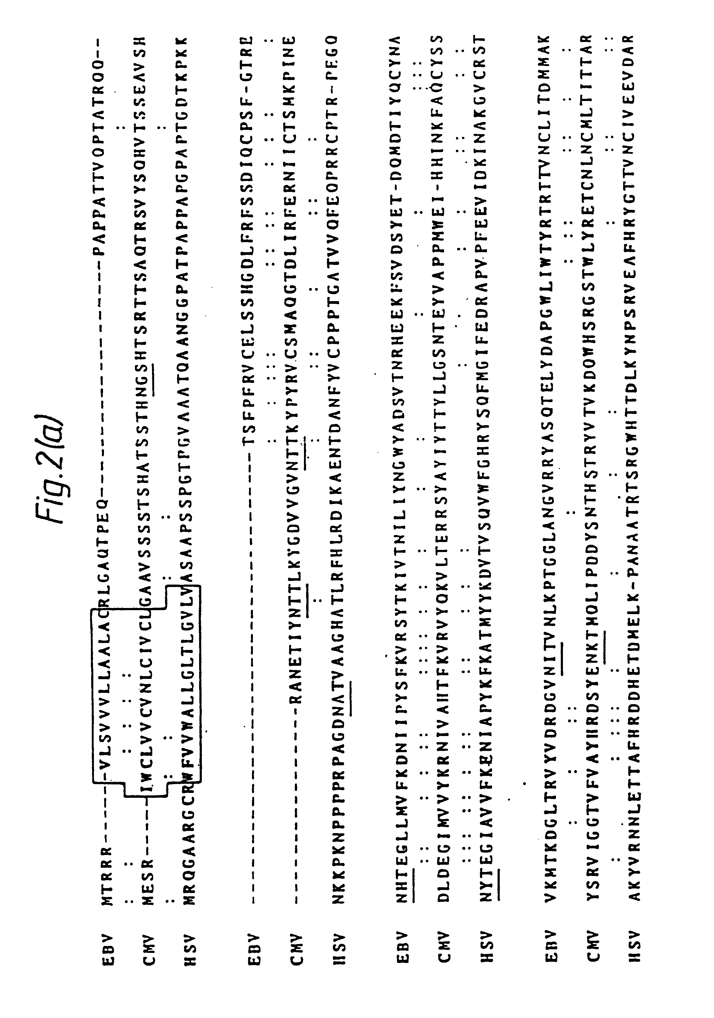 Processes for the production of HCMV glycoproteins, antibodies thereto and HCMV vaccines, and recombinant vectors therefor