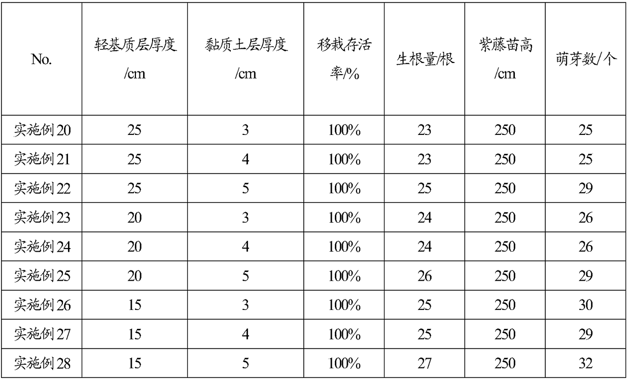 Method for transplanting Chinese wistaria seedlings