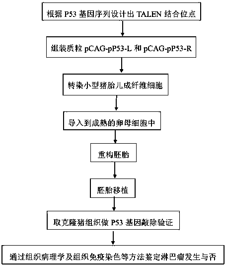 Method for obtaining lymphoma minipig disease model by knocking out p53 gene