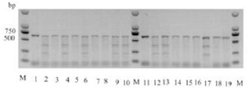 Method for obtaining lymphoma minipig disease model by knocking out p53 gene