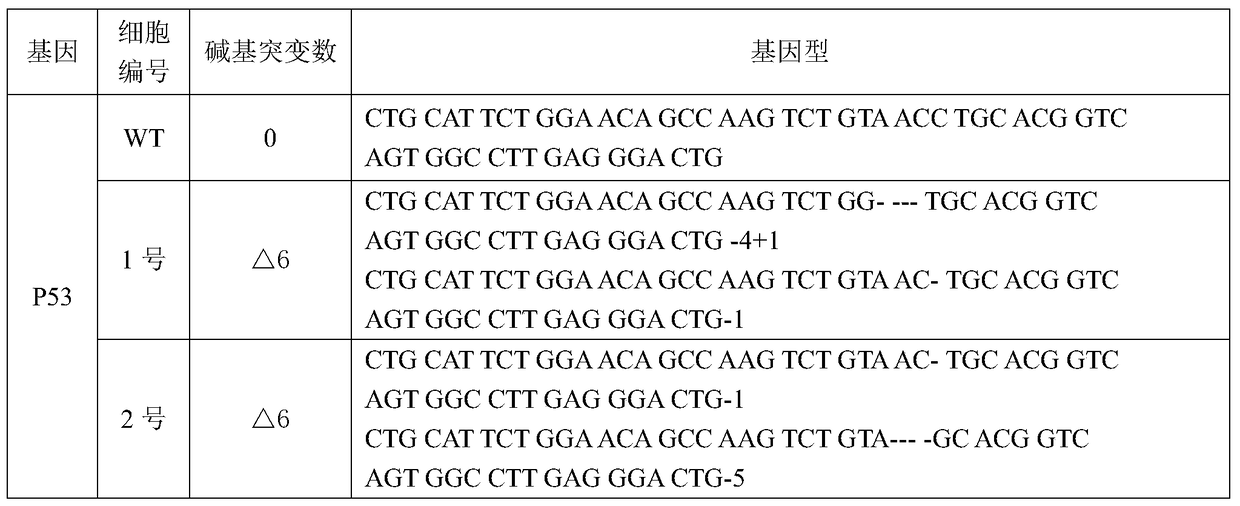 Method for obtaining lymphoma minipig disease model by knocking out p53 gene