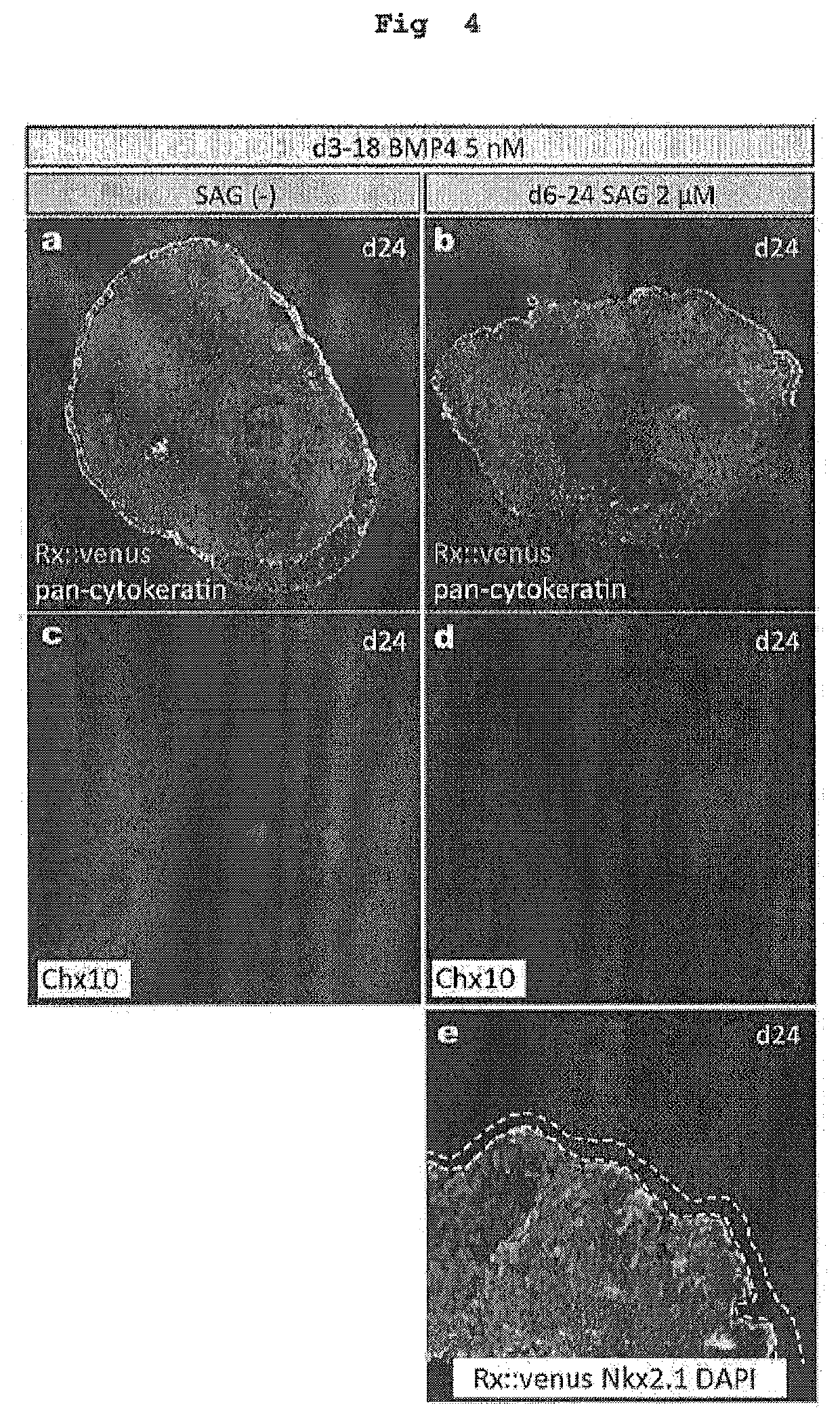 Method for producing adenohypophysis or precursor tissue thereof