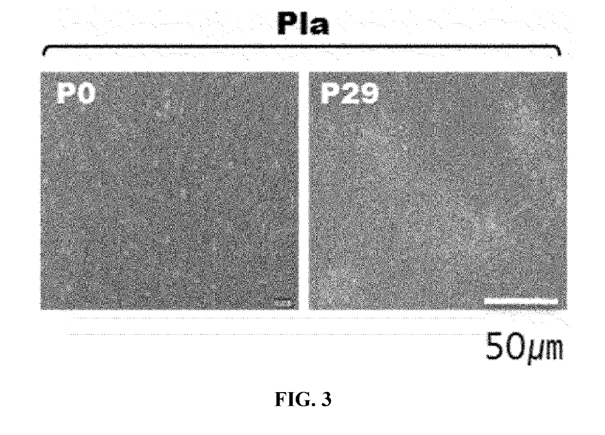 Stem Cells Derived from Pure Chorionic Trophoblast Layer and Cell Therapy Comprising Same