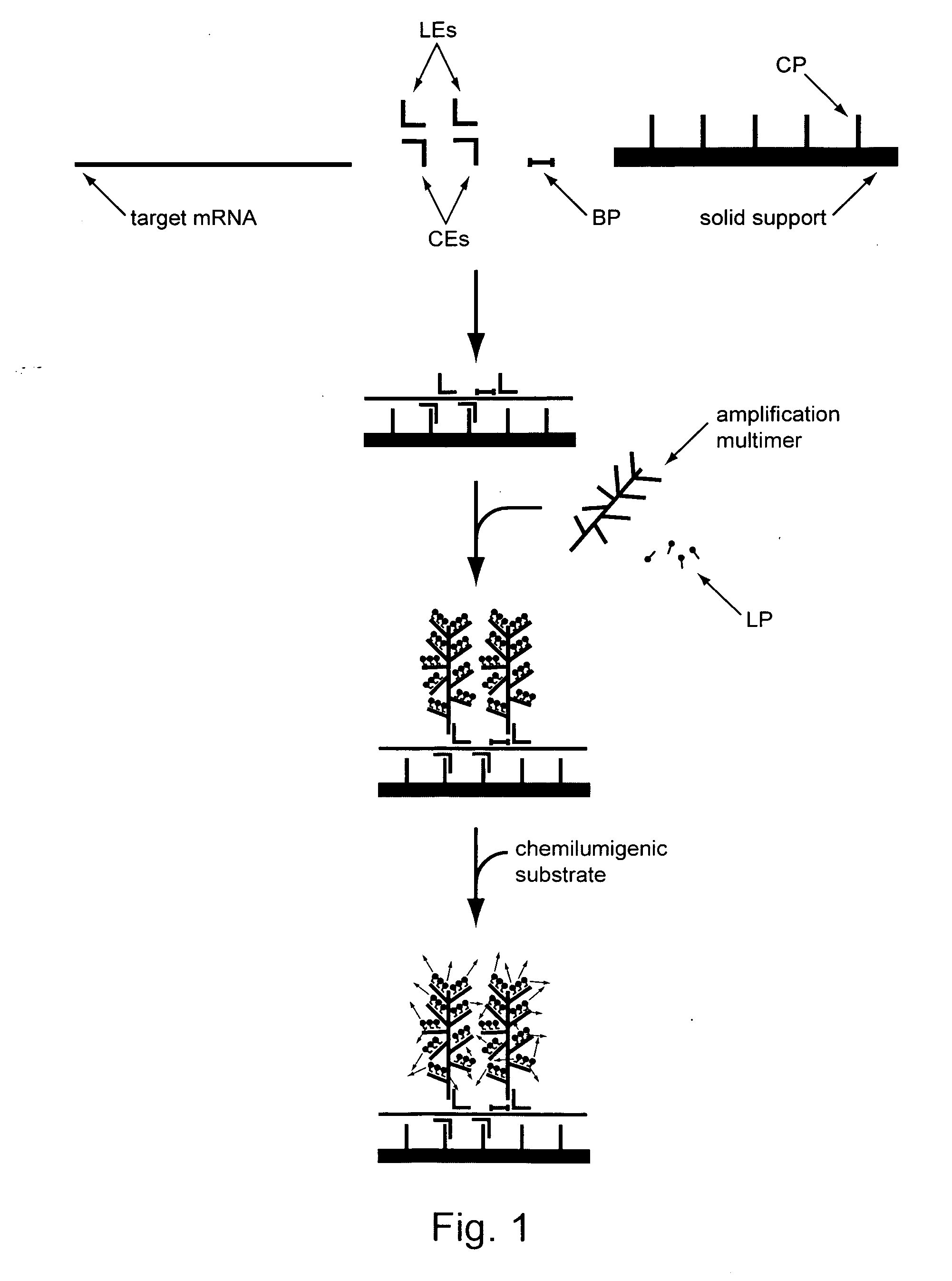 Assays for determining telomere length and repeated sequence copy number