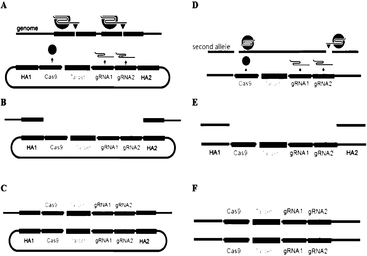 Precision and high-efficiency transgenic carrier as well as construction method and application thereof