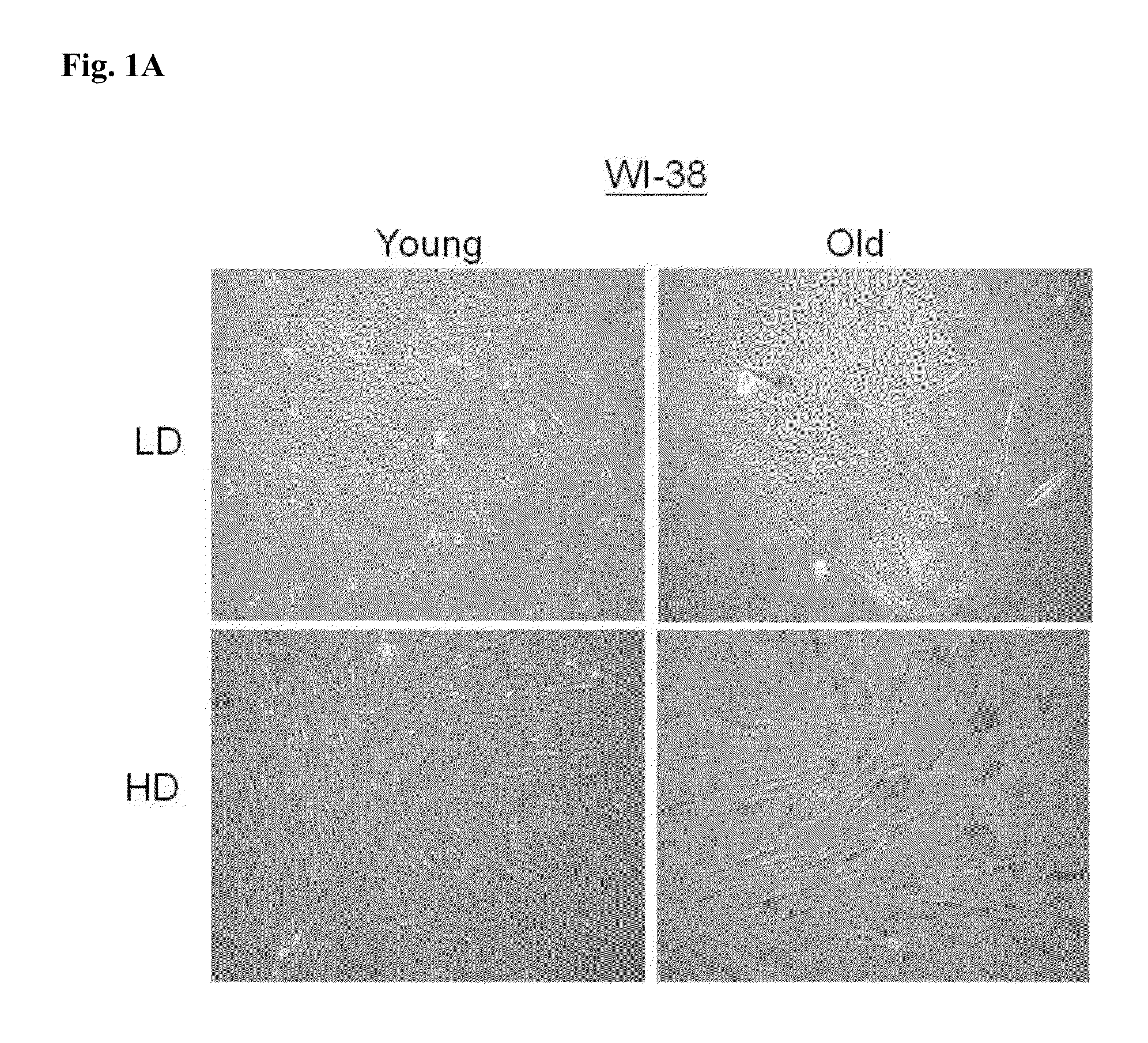 Method for evaluating cell aging by expression level of cofilin