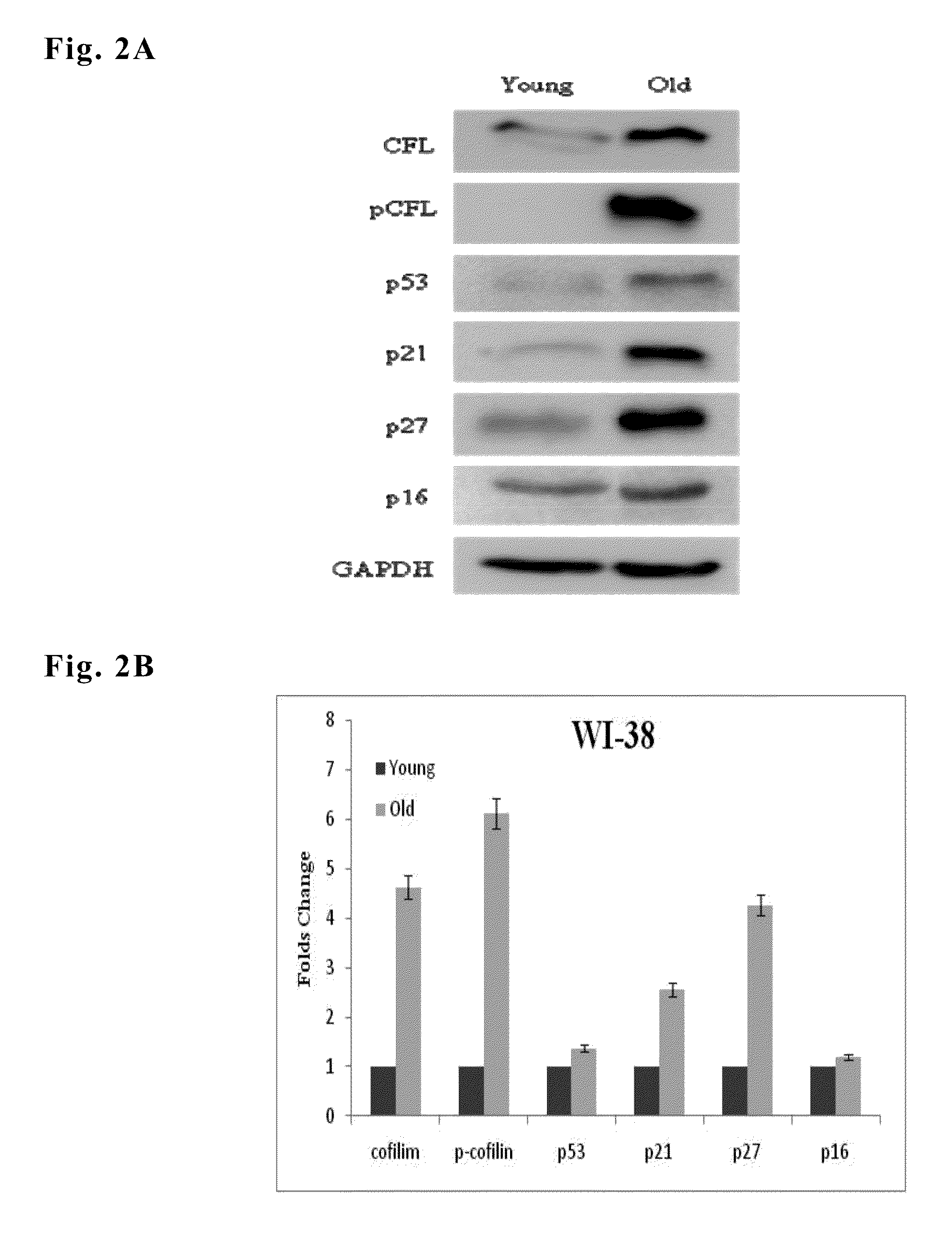 Method for evaluating cell aging by expression level of cofilin