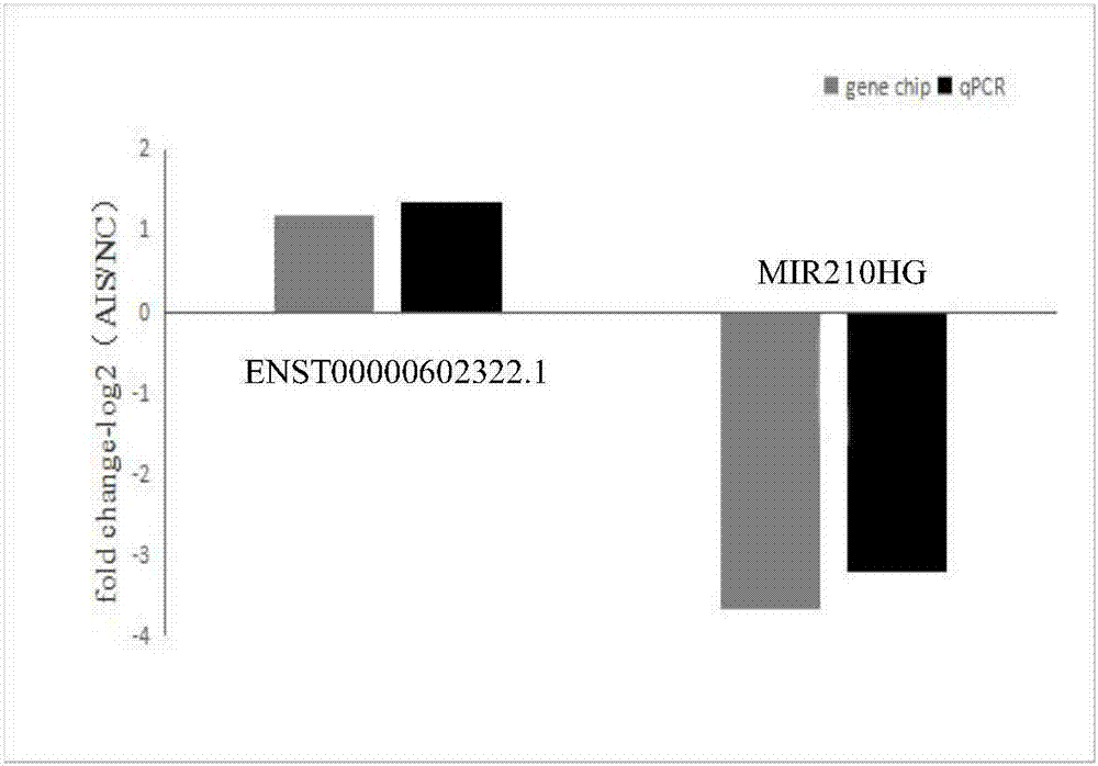 Molecular marker relevant to adolescent idiopathic scoliosis and application thereof