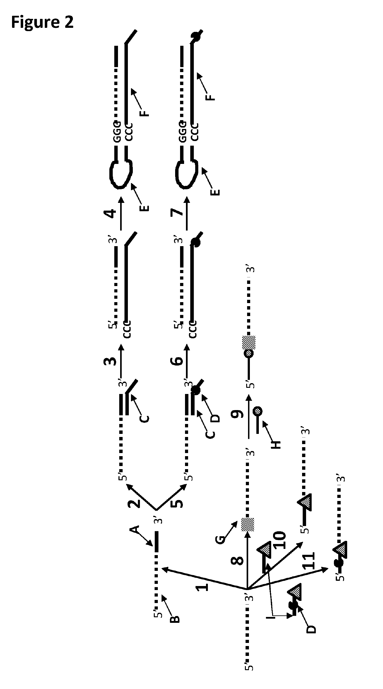 Method for nanopore RNA characterisation