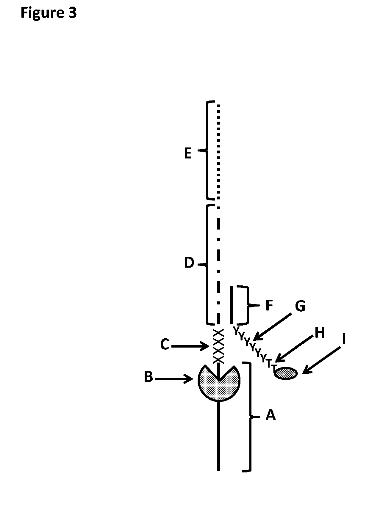 Method for nanopore RNA characterisation