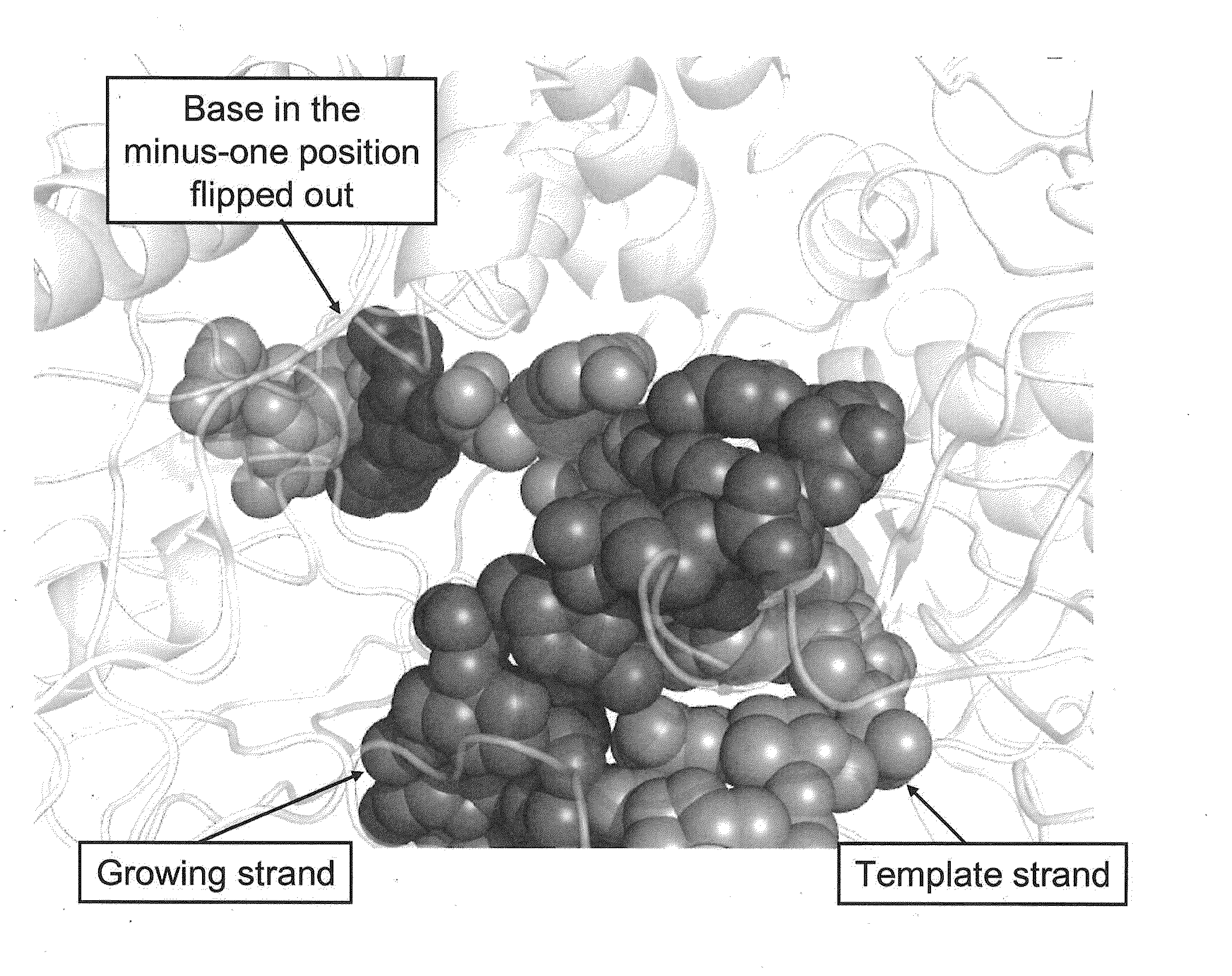 Sequencing methods using enzyme conformation