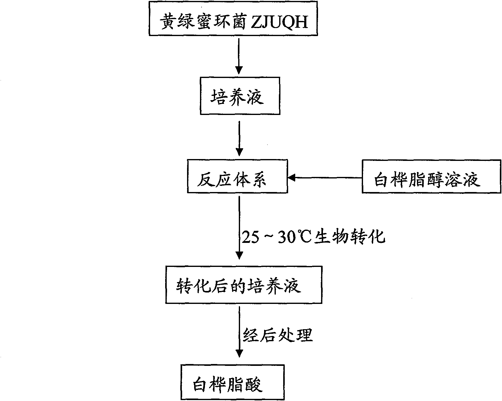 Method for synthesizing betulic acid from betulin through microbial cell bioconversion