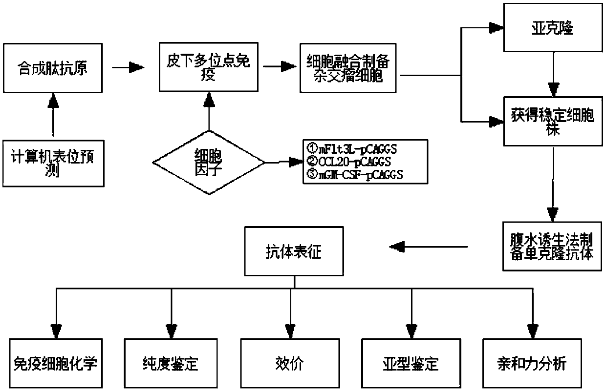 Quick quantitative detection method and kit for human copeptin