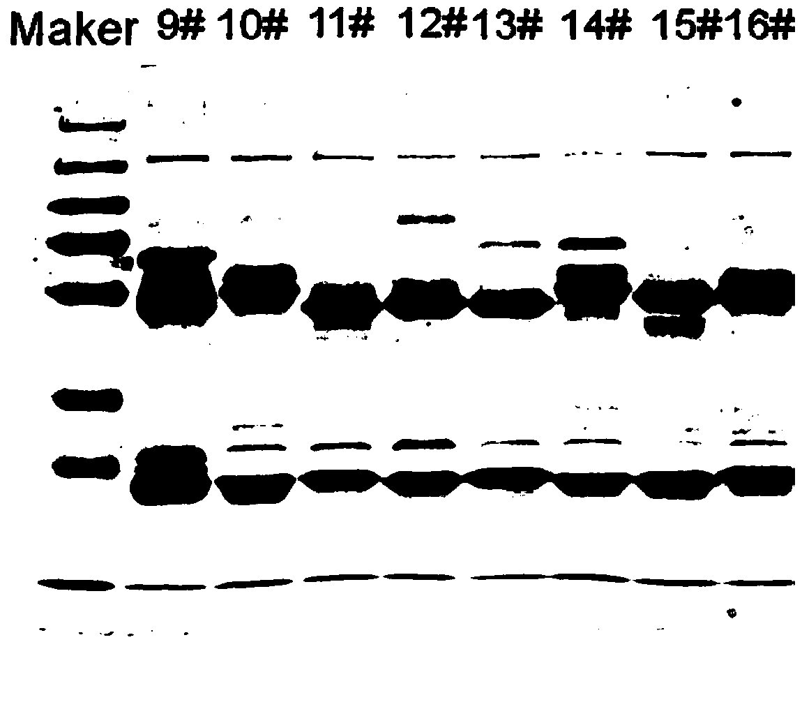 Quick quantitative detection method and kit for human copeptin