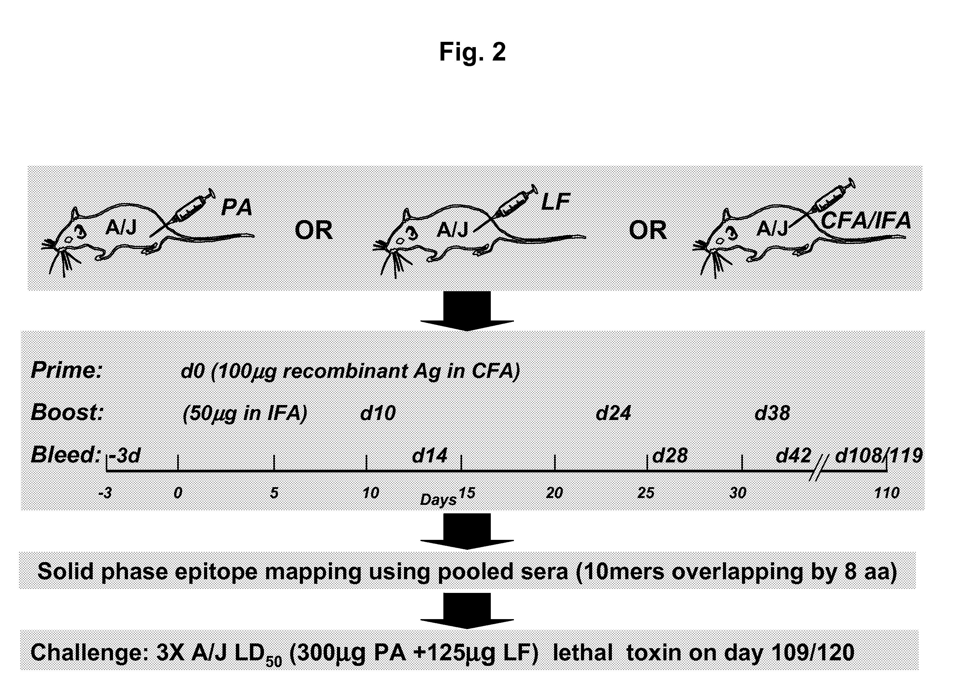 Anthrax compositions and methods of use and production