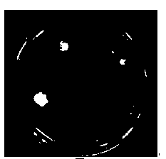 Fusion method of pleurotus nebrodensis protoplast and pleurotus eryngii protoplast