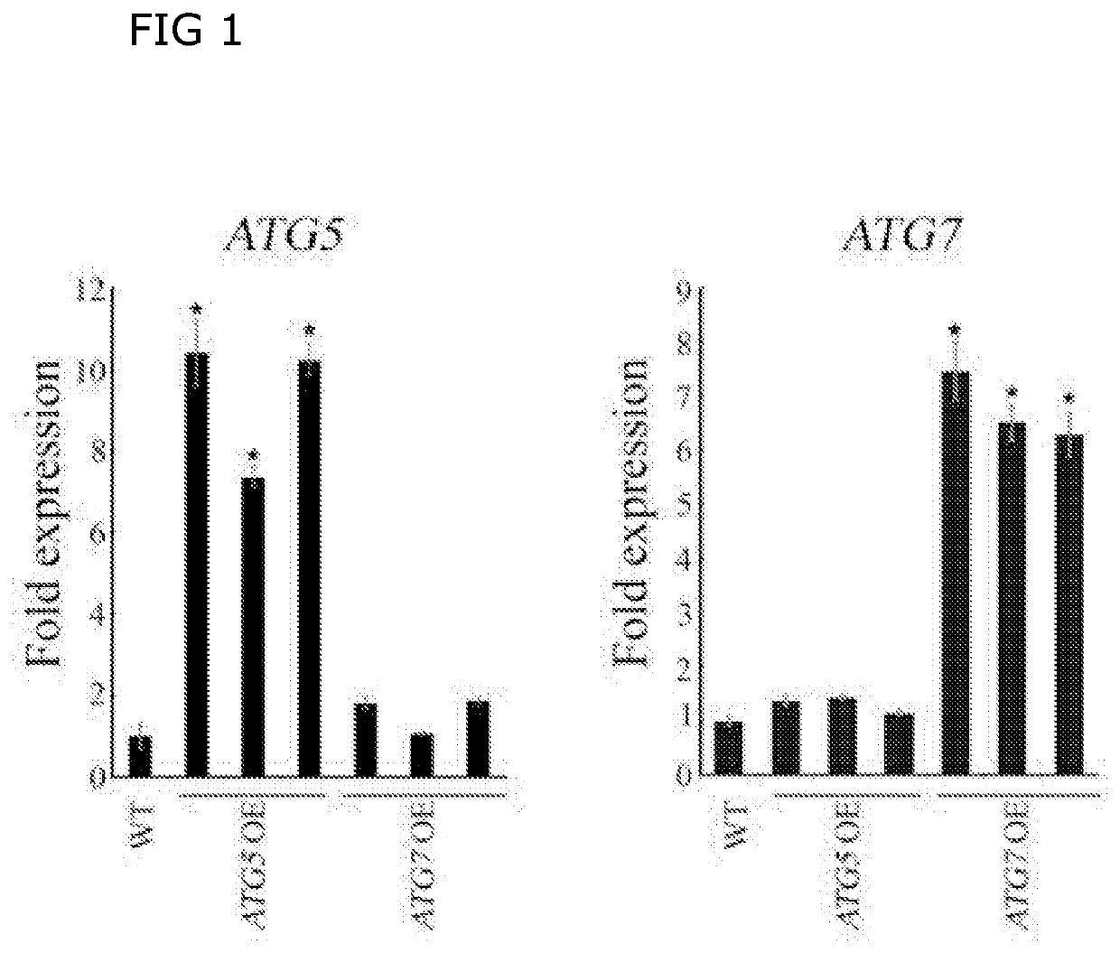 Transcriptional stimulation of autophagy improves plant fitness