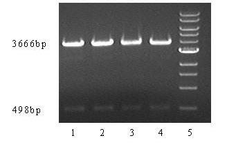 Canine recombinant interferon alpha and preparation method