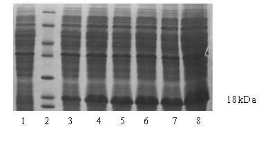 Canine recombinant interferon alpha and preparation method