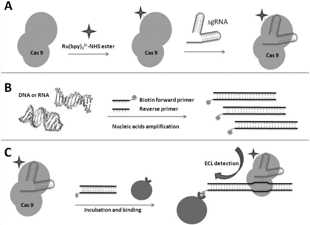 Gene detection probe and gene detection method